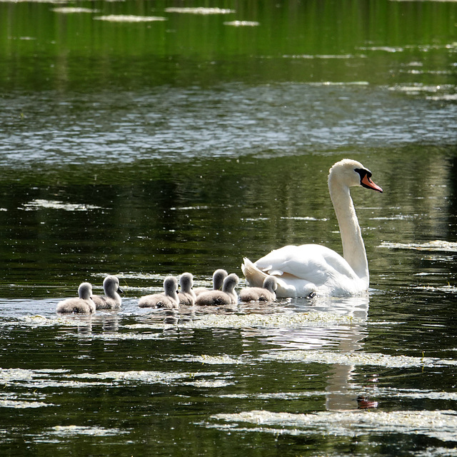 Swan and cygnets