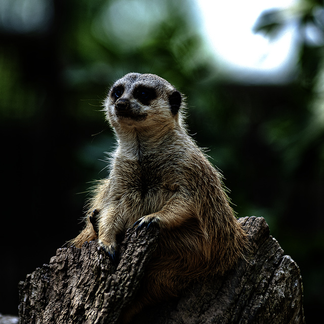 20240825_Aschersleben Tierpark (Nikon D800+Nikon D2x)