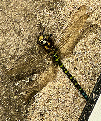 Libelle
