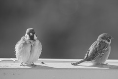 Pair of sparrows