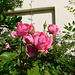 Roses du parc************