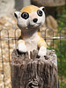 Compare the Meerkat
