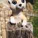 Compare the Meerkat