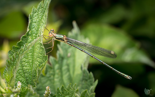 Damsel fly