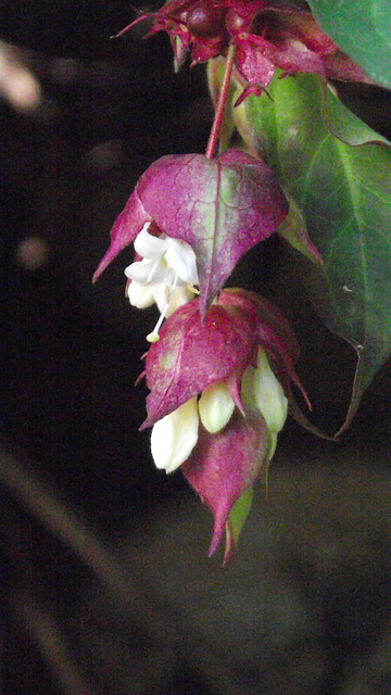 Leycesteria Formosa - Himalayan Honeysuckle