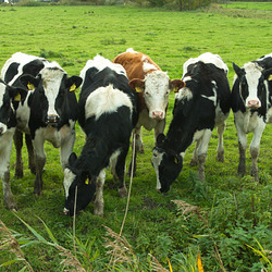 auf den umgebenden Wiesen ist man froh über jede Abwechslung auf den umgebenden Wiesen ist man froh über jede Abwechslung