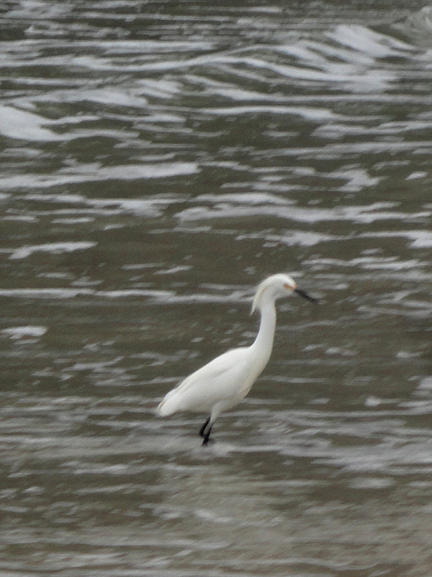 DSC00880a - garça-branca-pequena Egretta thula