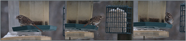 At the feeder