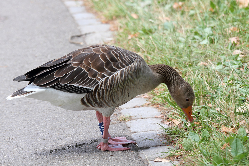 Graugans im Rosensteinpark