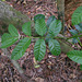 DSCN1404 - pau-amargo Picrasma crenata, Simaroubaceae
