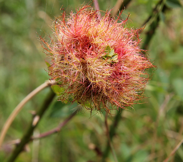 Robin's pincushion gall