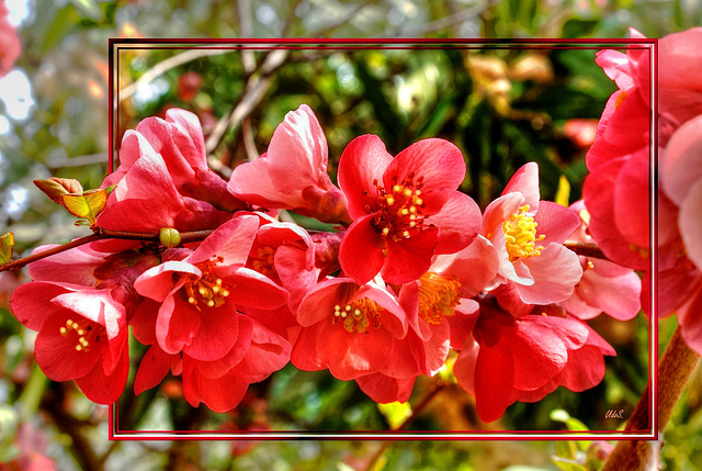 Japanische Zierquitte (Chaenomeles japonica) ©UdoSm