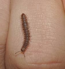 Millipede IMG_7746