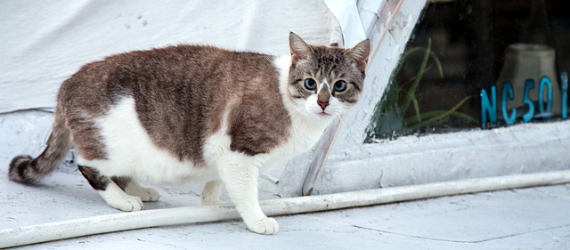 Boat cat