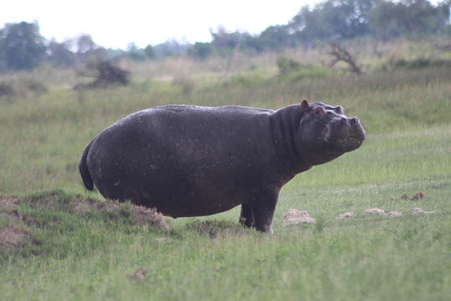 Hippos are Capable of Great Expressions, Too