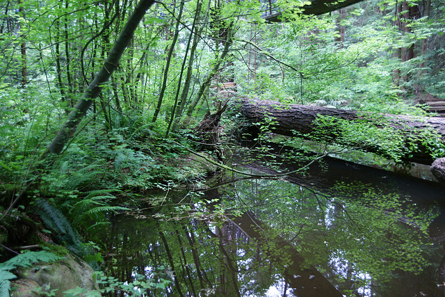 Capilano Forest