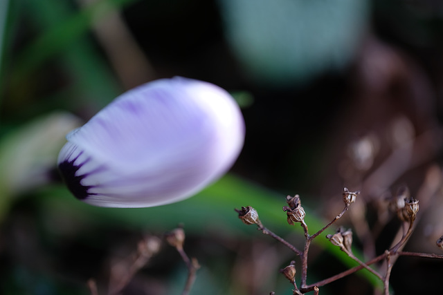 DSCF3784
