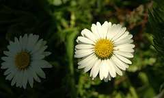 Daisies