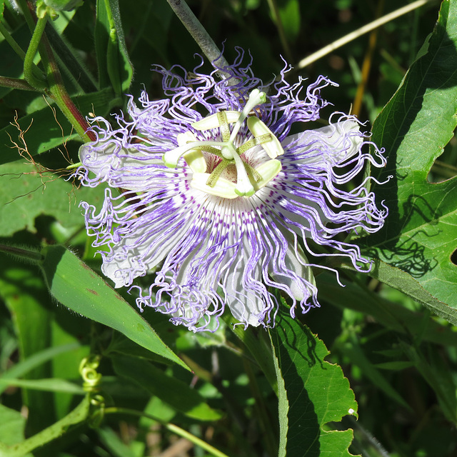 Passiflora incarnata