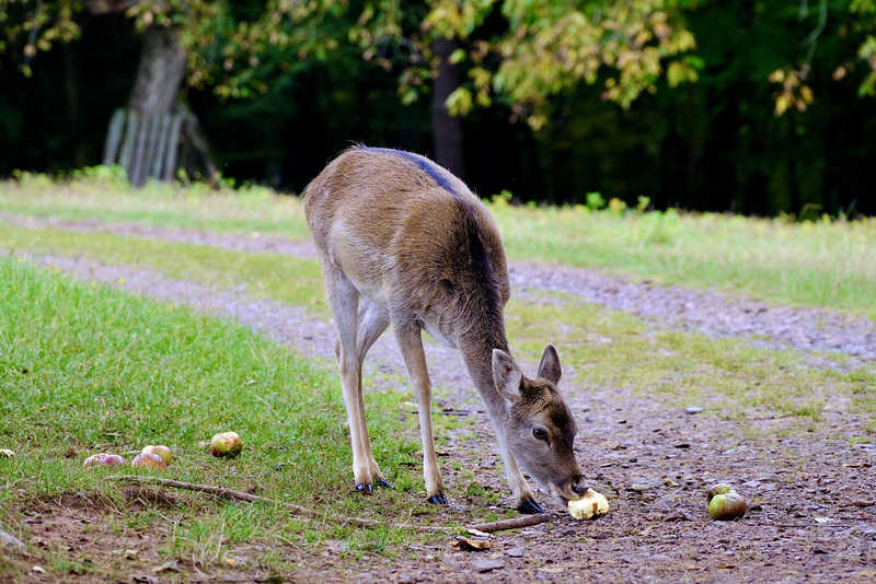 Wildpark Silz - Damwild Reh