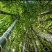 bambous Echarati