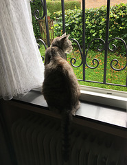 HFF