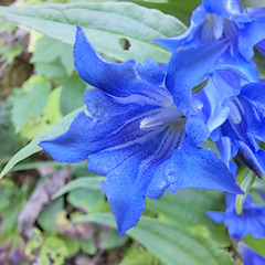 Schwalbenwurz-Enzian (Gentiana asclepiadea)