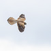 Kestrel