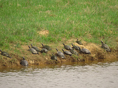 Turtles leaving pond