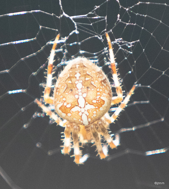 Araneus diadematus