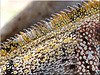 DIEGO SUAREZ, : questa è una macro della 'tuta mimetica' di un camaleonte :-) !! - vedi foto 3304