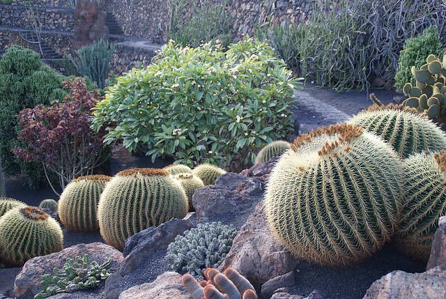 Jardín de Cactus