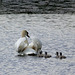 Swan and cygnets