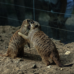 20240825_Aschersleben Tierpark (Nikon D800+Nikon D2x)