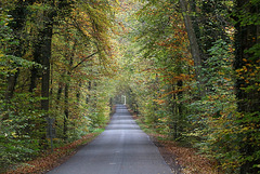 une petite route en foret d' halatte ( oise ) ....