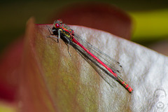 IMG 6267bystudiomt.de