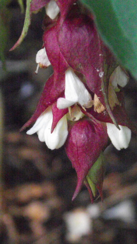 Leycesteria Formosa - Himalayan Honeysuckle