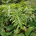 DSCN1405 - banana-imbé Philodendron bipinnatifidum (ex-selloum), Araceae