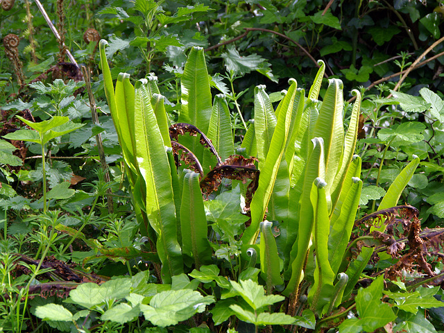 Hart's Tongue Fern