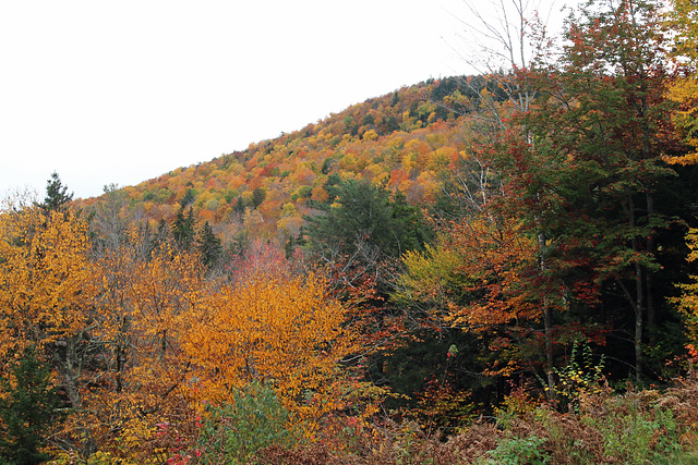 In the White Mountains