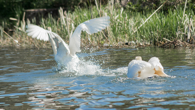 Swan Dispute 19