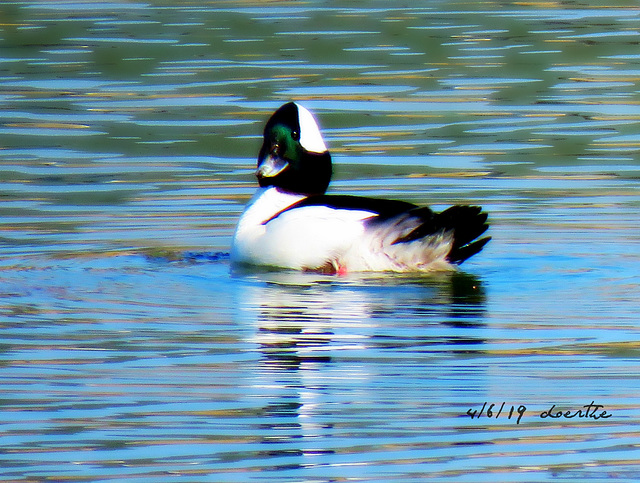 Buffelhead duck