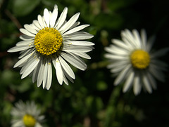 Daisies