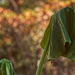 Elephant Ear