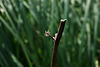 A Stick
