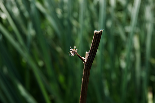 A Stick