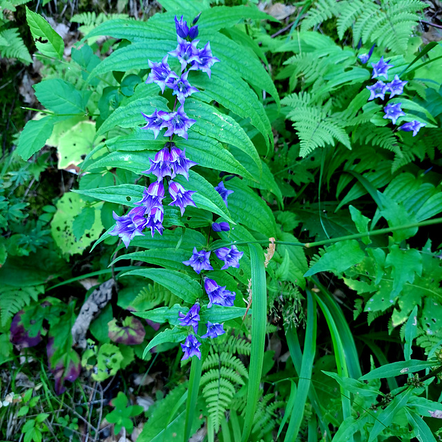 Schwalbenwurz-Enzian (Gentiana asclepiadea)