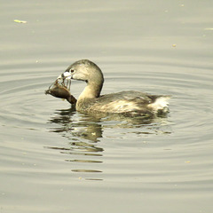 Pied-billed grebe with crayfish