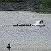 Swan and cygnets