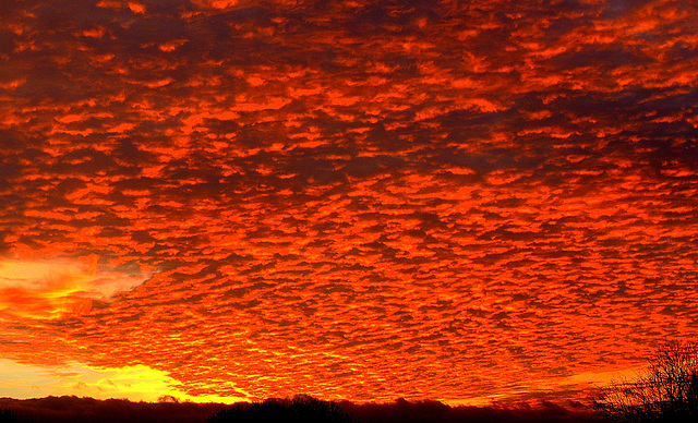 The Red The Red